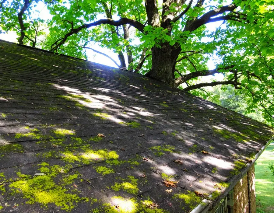 Shaded north slope streaked with moss under big mature trees